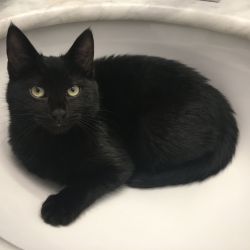 Batboy found his forever home in February 2018. He now has two dog brothers with plans to find a kitty sibling in the near future.