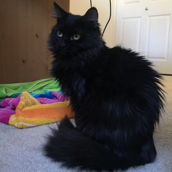 Behr found a forever home with his sister, Belle in December 2017.