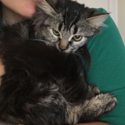 Belle found a forever home with her brother, Behr in December 2017.
