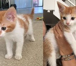 Roux and Fitz found homes with two best friends in July 2018.