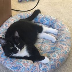 Cleo found her forever home in November 2017. She has a sweet older brother to keep her company and is doing well.
