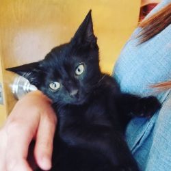 Katie is very playful and loves to be with her litter mates! She has an independent side to her but will cuddle when the held. Katie has been exposed to dogs and gets along with them very well.