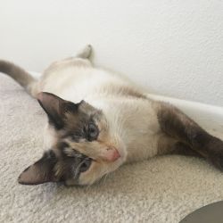 Savannah is a very docile, relaxed kitty. She is about 1.5 years old, very small, and vocal. She enjoys playing with wand toys, rubbing your legs, and laying on the ground as you sit next to her and pet her. Savannah gets along fine with other cats and will leave them alone if they don’t want to be bothered. She is gentle, loves using a cat tree to scratch or sit on, and enjoys having her neck scratched.