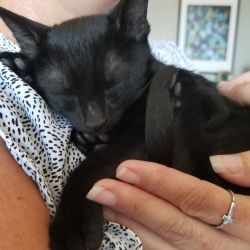 Scout is playful and loves spending time with her sister, Katie! When it is time to be held she is a total cuddle bug. Scout plays with her foster dog-brothers and greets you when you come into the room.