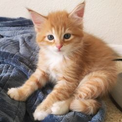 Sebastian found his forever home in June 2018.