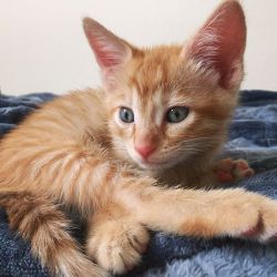 Steven is 12 weeks old, and is very active and playful and loves curling up on your lap to nap. Steven gets along great with cats and kittens, especially his brother Sebastian, and loves chasing wand toys, attacking toys that have a crinkle noise, and climbing on cat trees. Once Steven gets to know you, he will come running when you call to him. He is a very active kitten and loves to chase his toys.